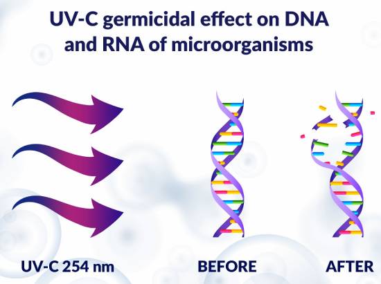 تاثیر اشعه یو وی سی روی DNA و RNA میکروارگانیسم